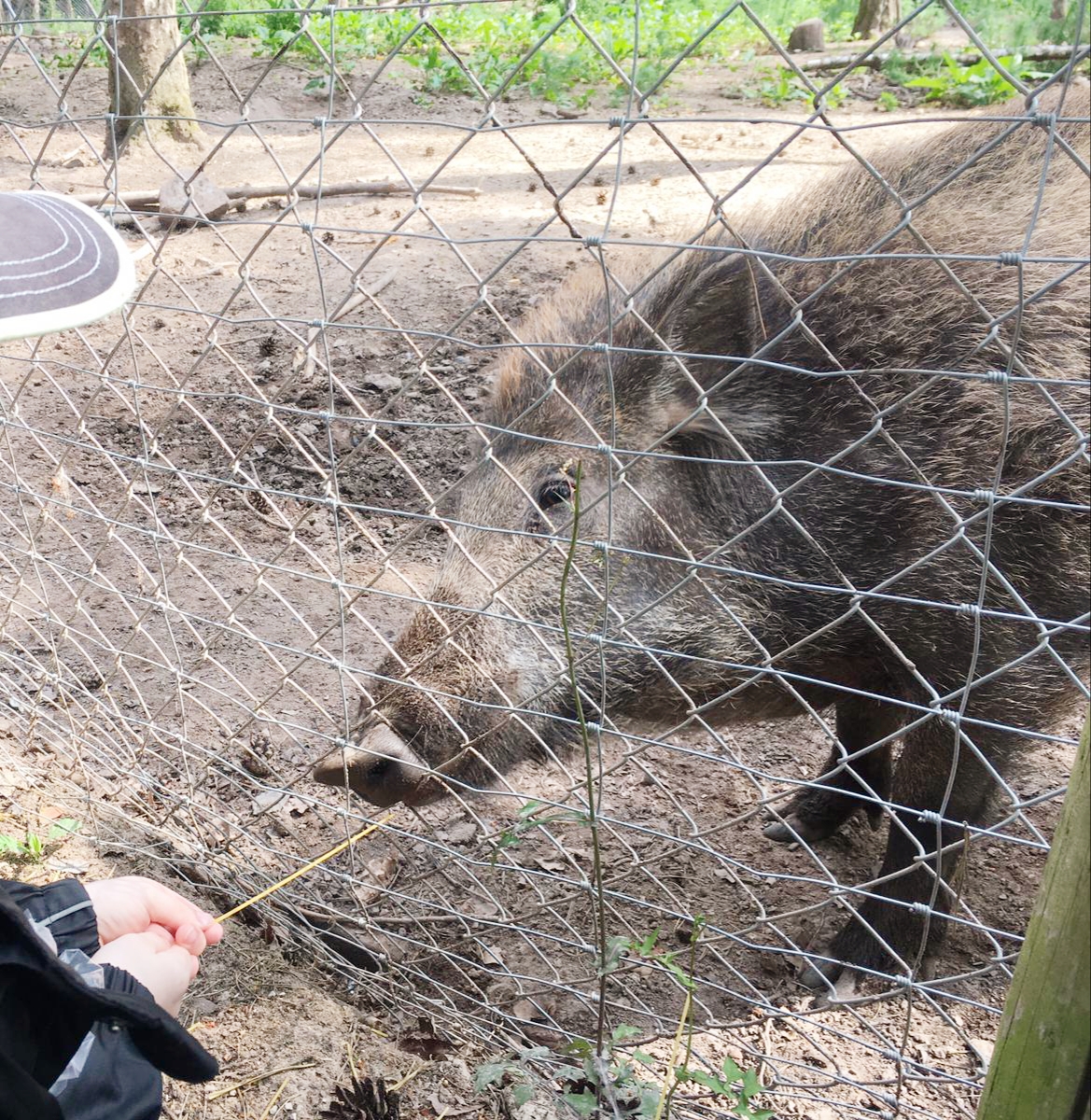 Wildschwein delphin