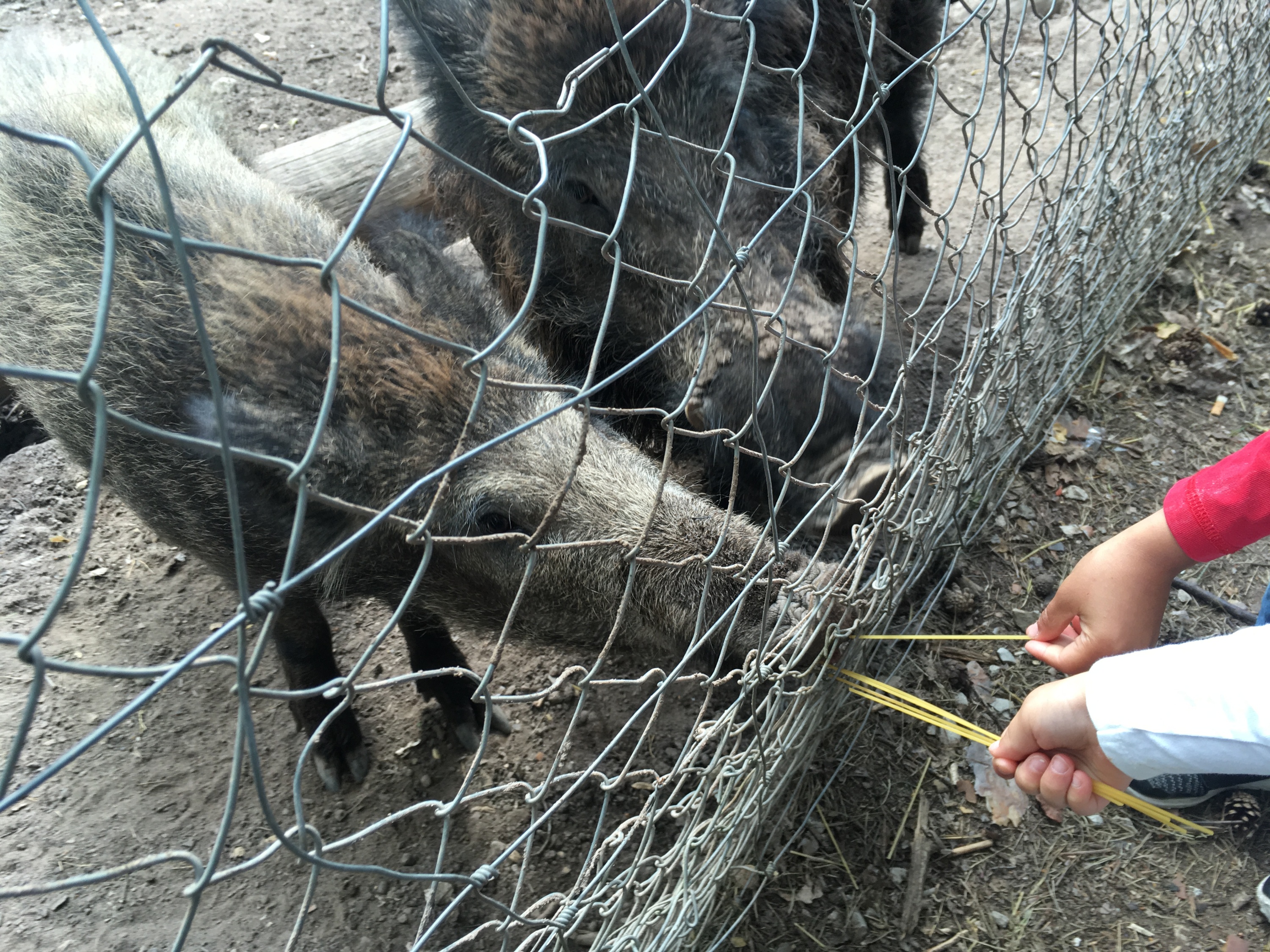 Wildschweine