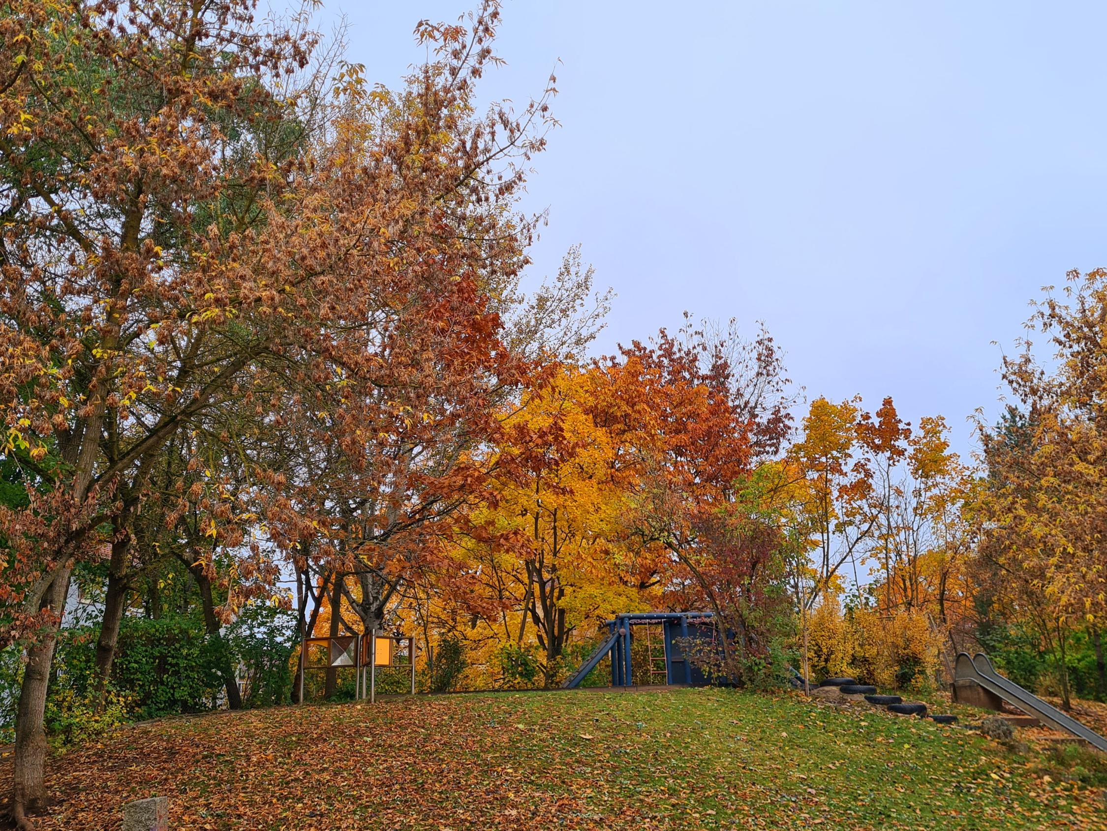 Herbstbäume