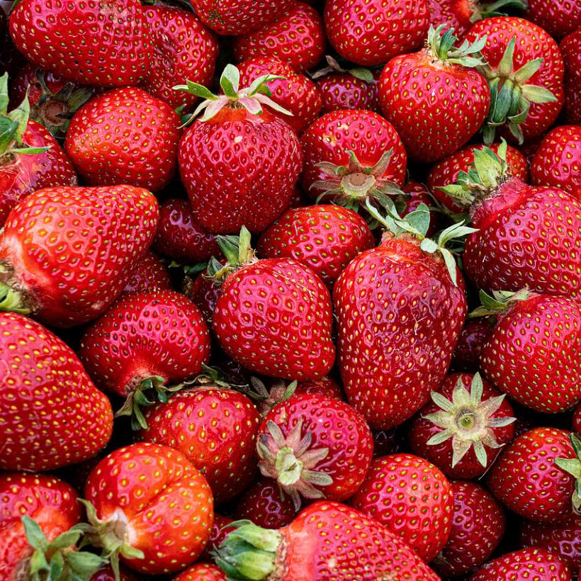 frische Erdbeeren